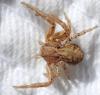 Xysticus sp.